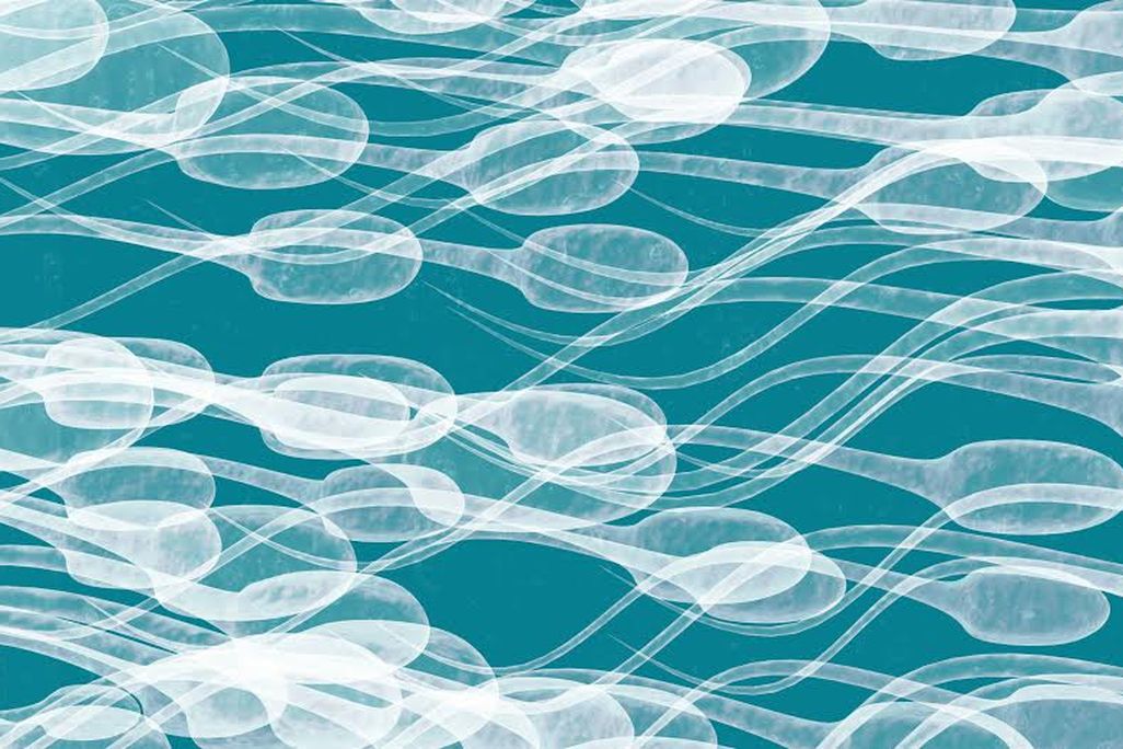 sperm.jpg