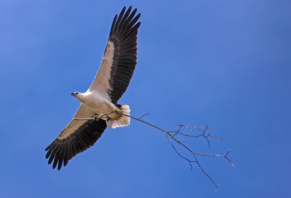 White-bellied Sea Eagle with building material thumbnail