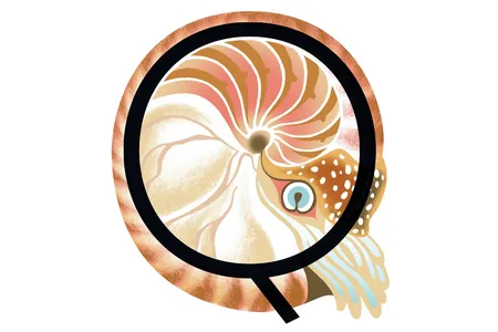 All mollusks build their own shells.