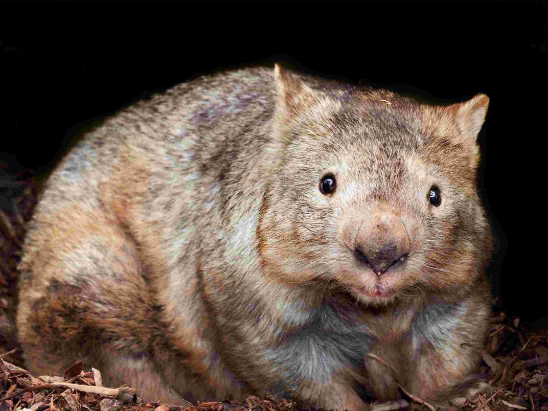 wombat