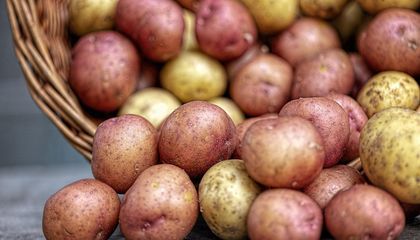 Potatoes Didn't Just Feed Ancient Indigenous Communities in the Andes—the Tasty Tubers Also Reshaped People's DNA