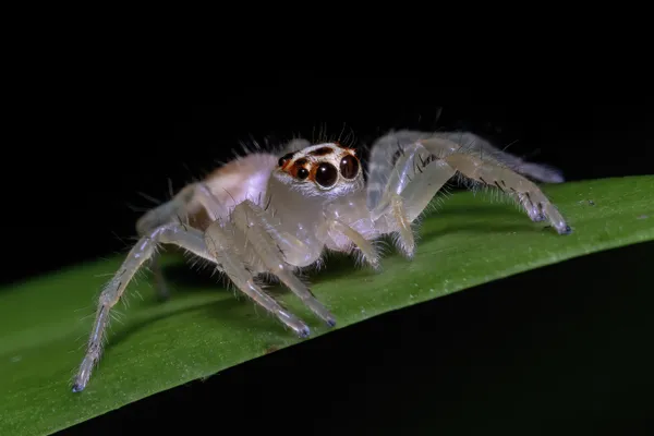 Pearly Observer thumbnail