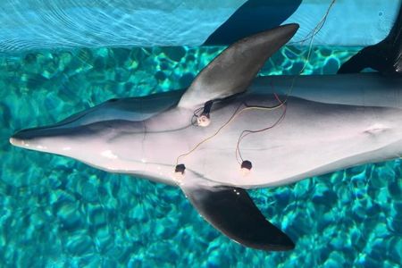 A male bottlenose dolphin used in the study, seen here with electrocardiogram suction cups attached to monitor its heart rate.

