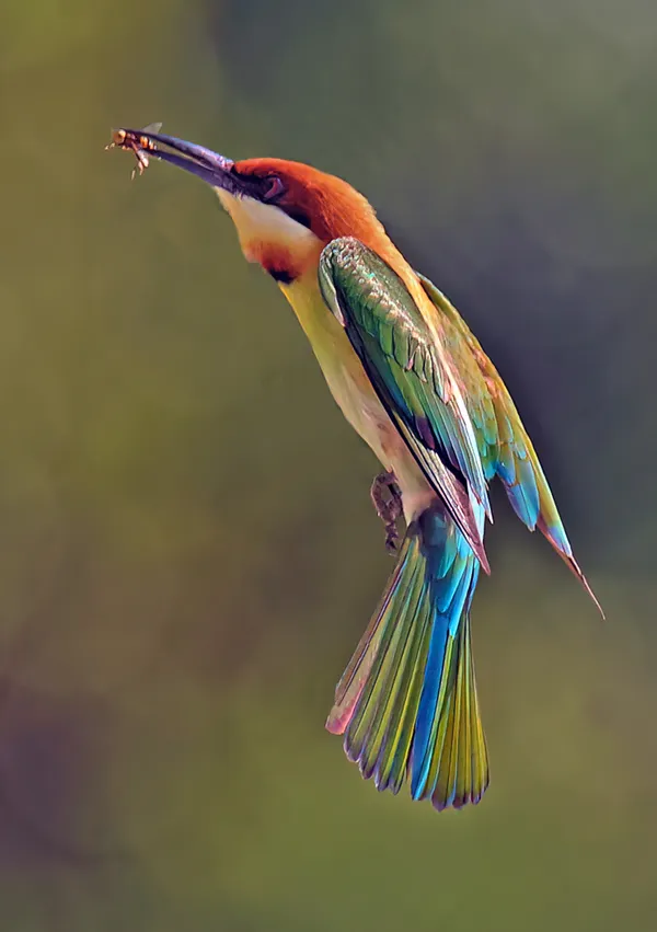 Chestnut-headed Bee-eater taking an insect to the nest thumbnail