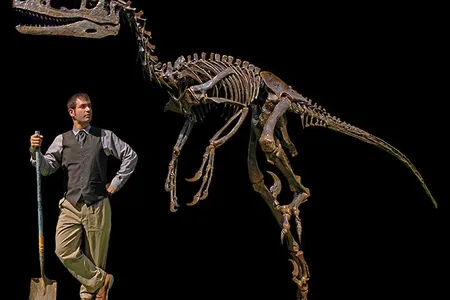 The Dakotaraptor fossil, next to a paleontologist for scale.