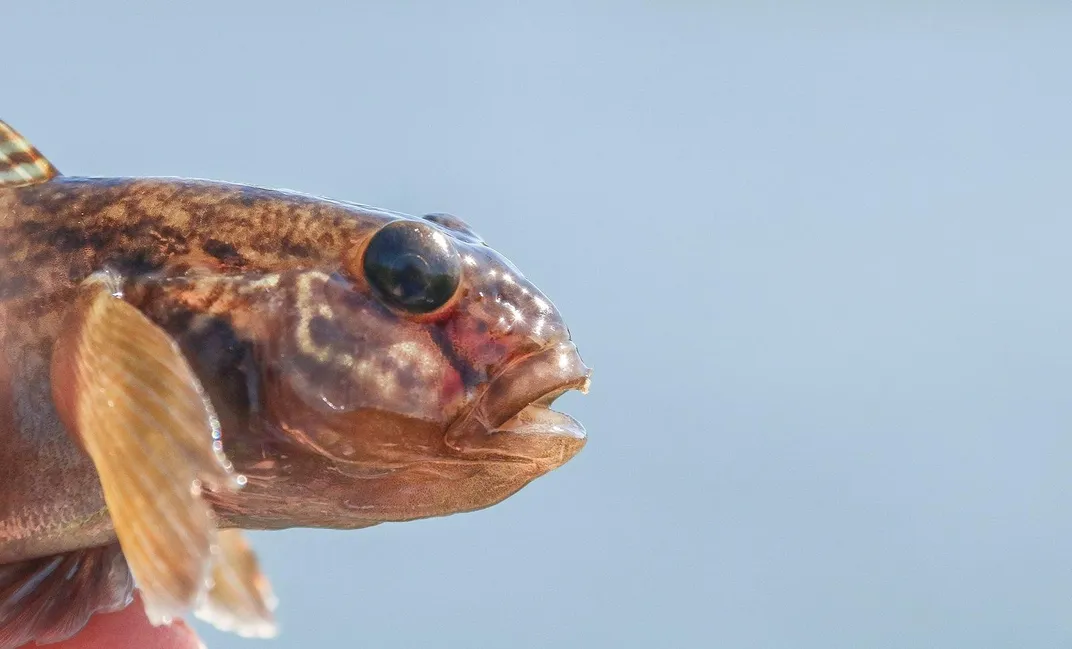 A side profile view of a large round goby's head and front fin against a blue background