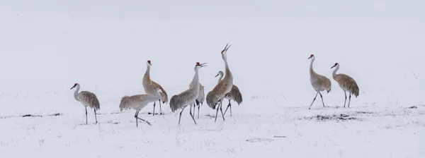 Call of the Wild thumbnail