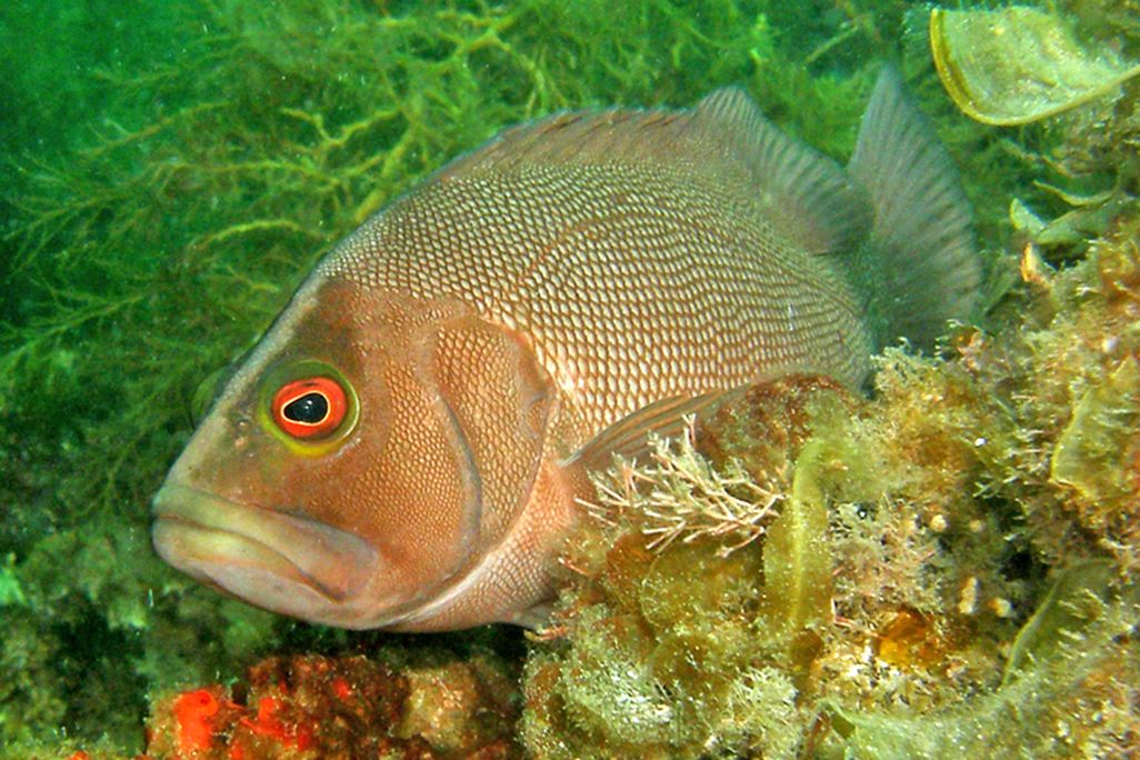 Epinephelides armatus