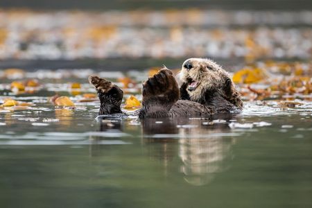 A sea otter grooms its dense fur while resting in a kelp bed off the west coast of Vancouver Island, BC, Canada.