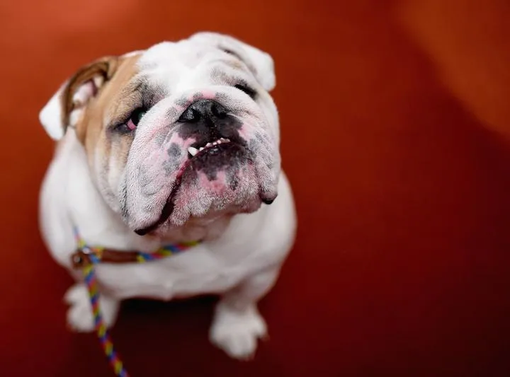 how much does a english bulldog eat per day