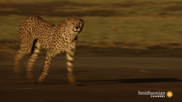 Preview thumbnail for Watch a Determined Cheetah Mother Search for Her Lost Cubs
