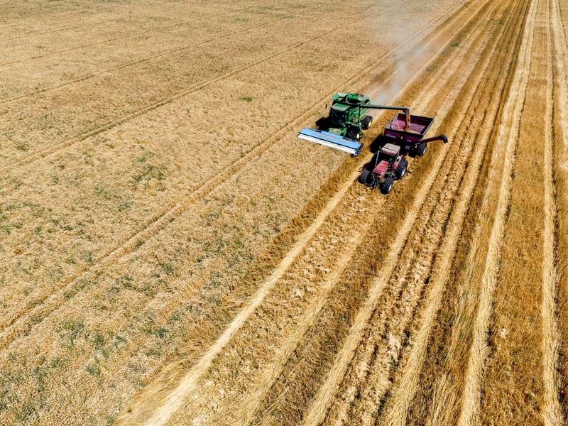 Wheat Harvest 2 