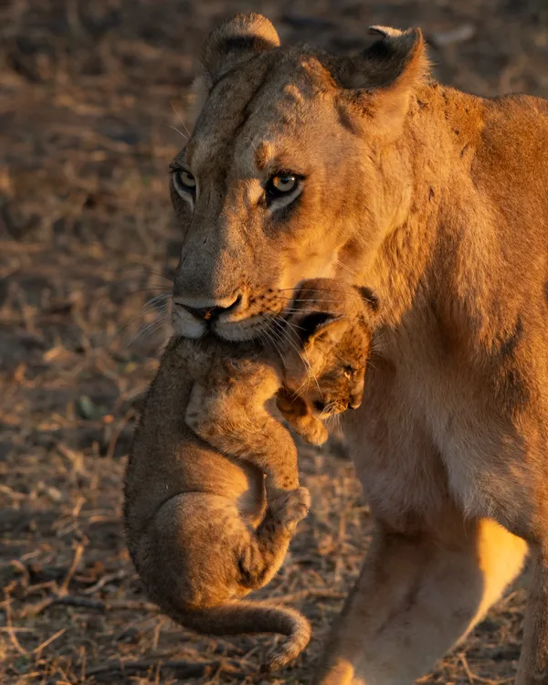 Fierce Tenderness thumbnail