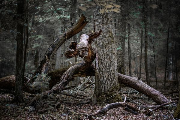 A Bull in the Trees thumbnail