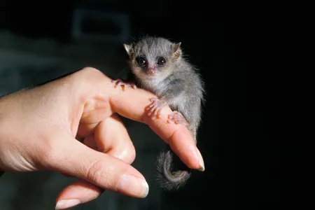 Scientists can study stress in these petite primates with simply a few strands of their hair.