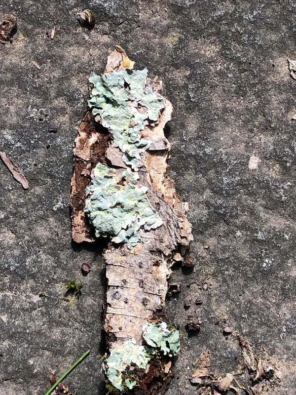 Can't Wait to Dance thumbnail