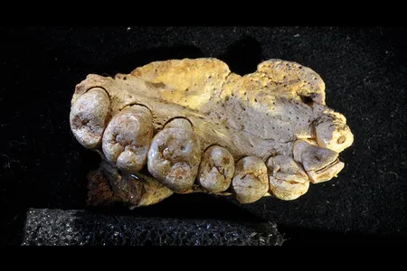 Close-up view of the of jawbone, showing details of the crown topography and dental features.
