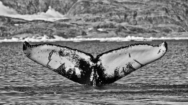 Megaptera novaeangliae thumbnail