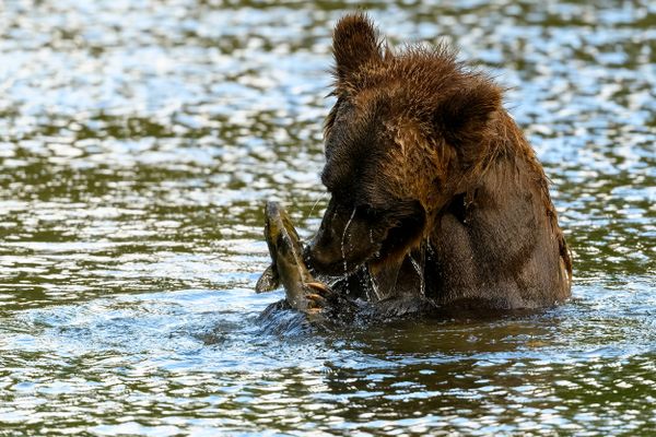 Grizzly Bear (Ursus arctos horribilis) salmon fishing in the Atnarko River in Tweedsmuir (South) Provincial Park thumbnail