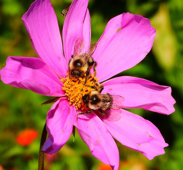 Two Bumble Bees and Hover Fly thumbnail