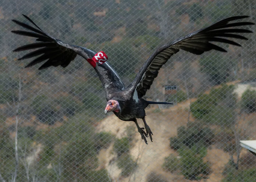 a flying california condor, a large black bird with a red, bald-looking head