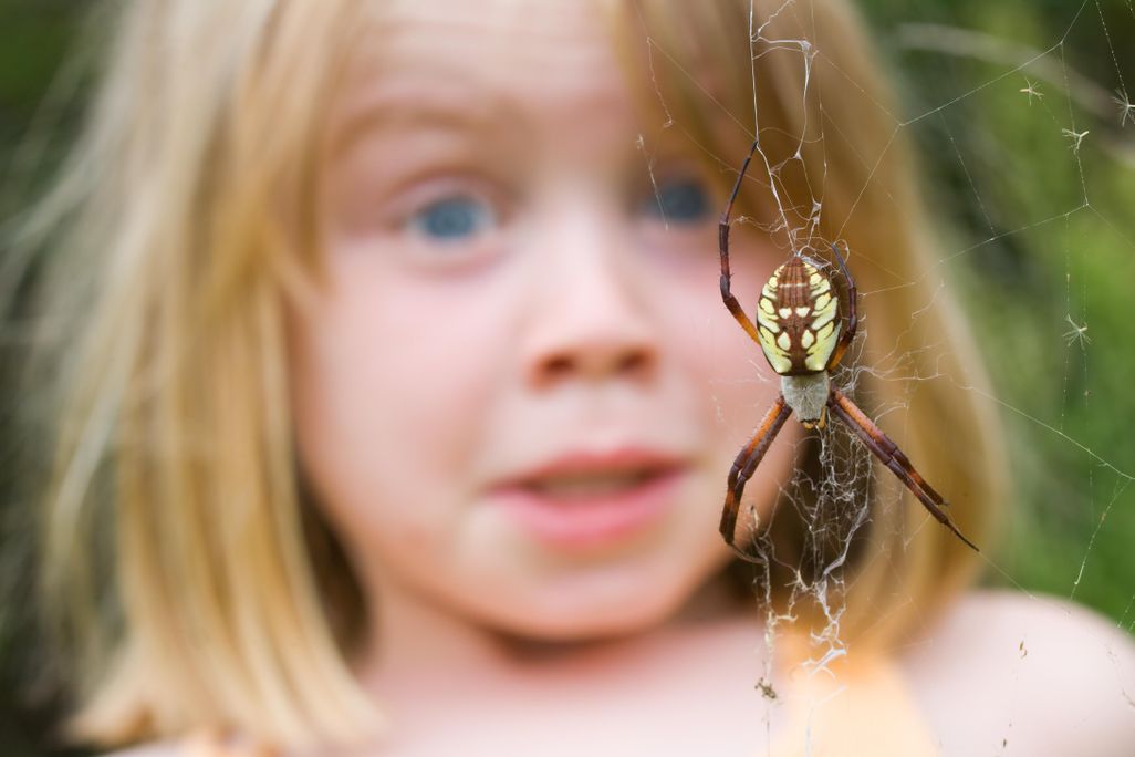 spider fear