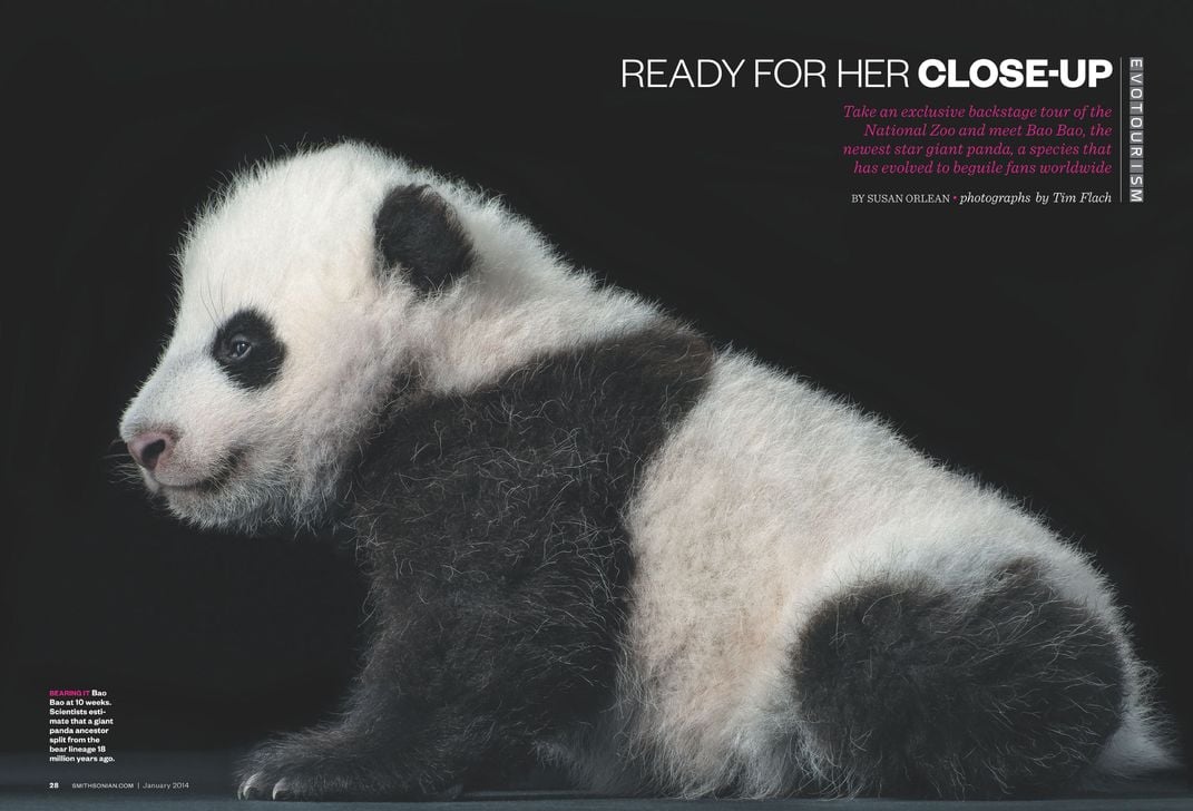 Pages from a January 2014 Smithsonian ​​​​​​​article about Bao Bao