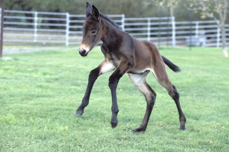 Idaho Gem, the first cloned mule, only two days old in this photo but already aww-inducing. 