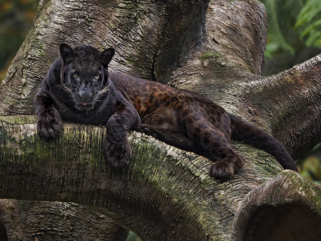 Photographer Tracks Down Ultra-Rare Black Panther in Africa