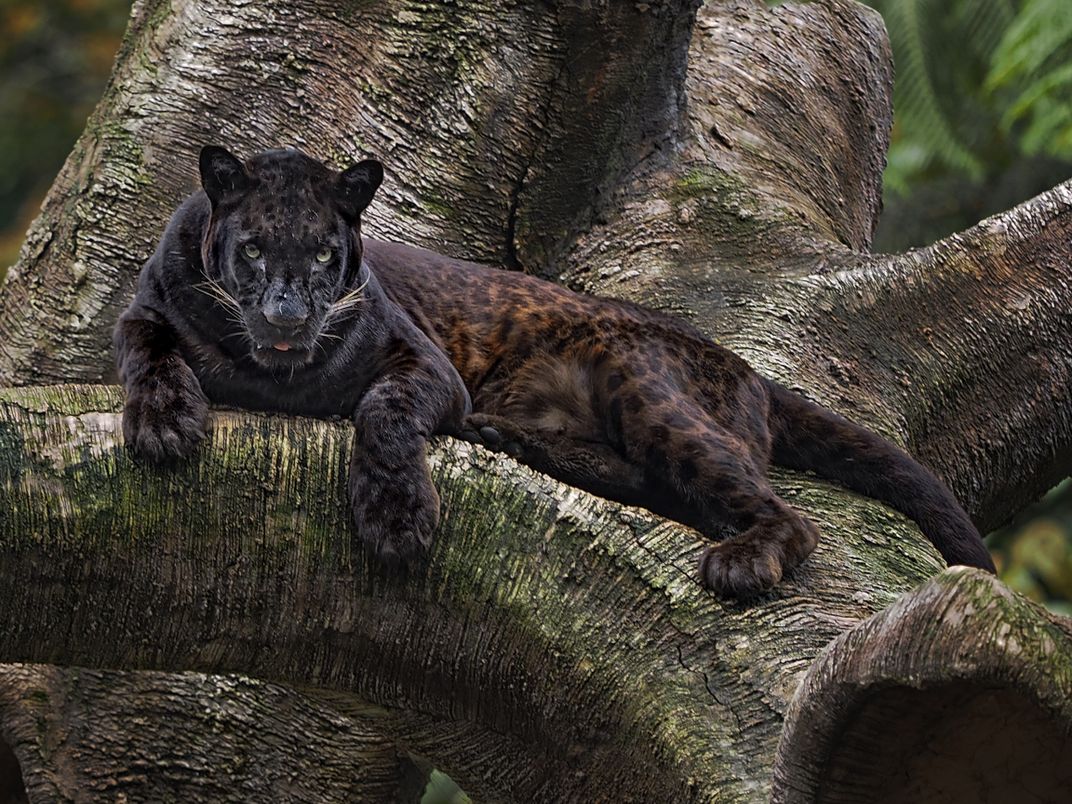 What Are Some Facts About Black Panthers At Harold Raines Blog