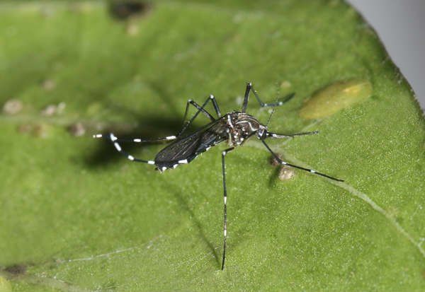 Black and white striped mosquito on a green leaf