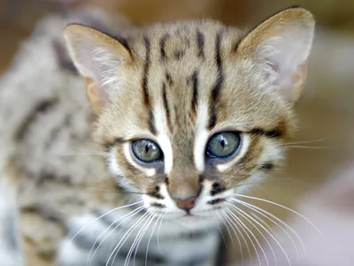 Rare Jaw Fossil Found in China Might Belong to the World's Smallest Cat image