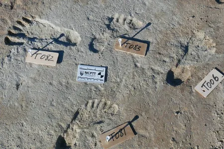 The researchers used carbon dating of seeds above and below the footprints to determine their age.