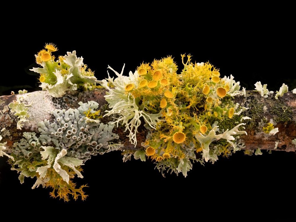 Yellow and white lichens are pictured against a back background on a tree branch.