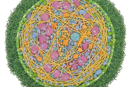Mycoplasma mycoides, 2011
