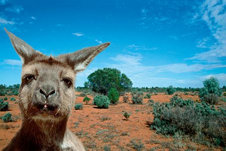 Koalas, kangaroos and wallabies are abundant on the island and not particularly fearful, so it’s possible to have close encounters with these distant mammalian kin.