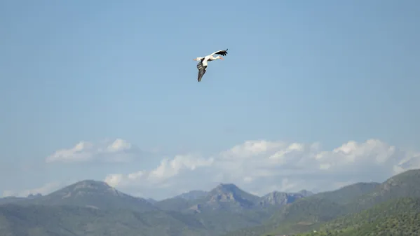 Untitled (42) thumbnail