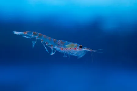 Individual Antarctic krill are small, but the animals live in gigantic groups that can be seen from space.