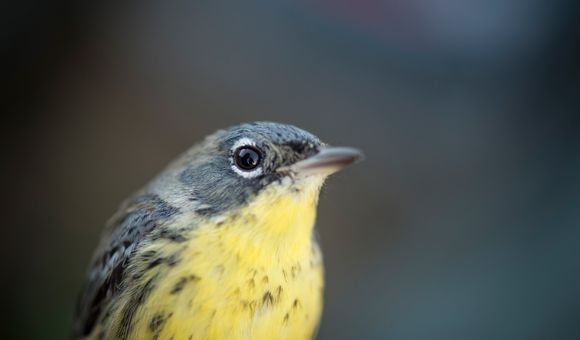 Close-up of a Kirtland's warbler songbird