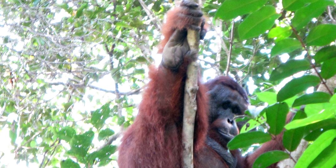 a male flanged orangutan named "Whisky"