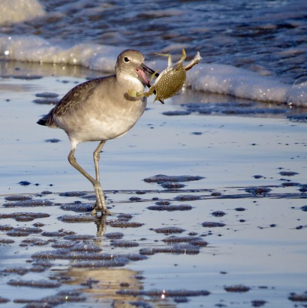 Willet Snags a Crab thumbnail