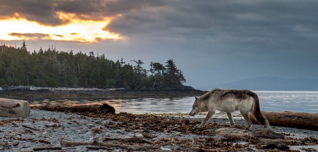 gray wolf
