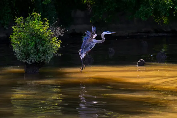 River Dance thumbnail