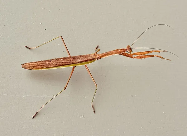 Praying Mantis on Old building next to trail thumbnail