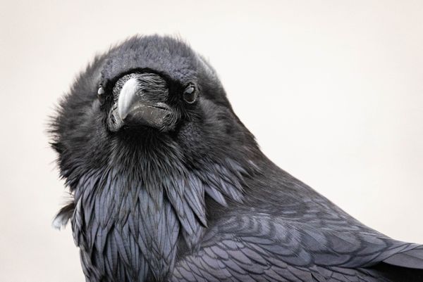 A closeup of a raven's head thumbnail