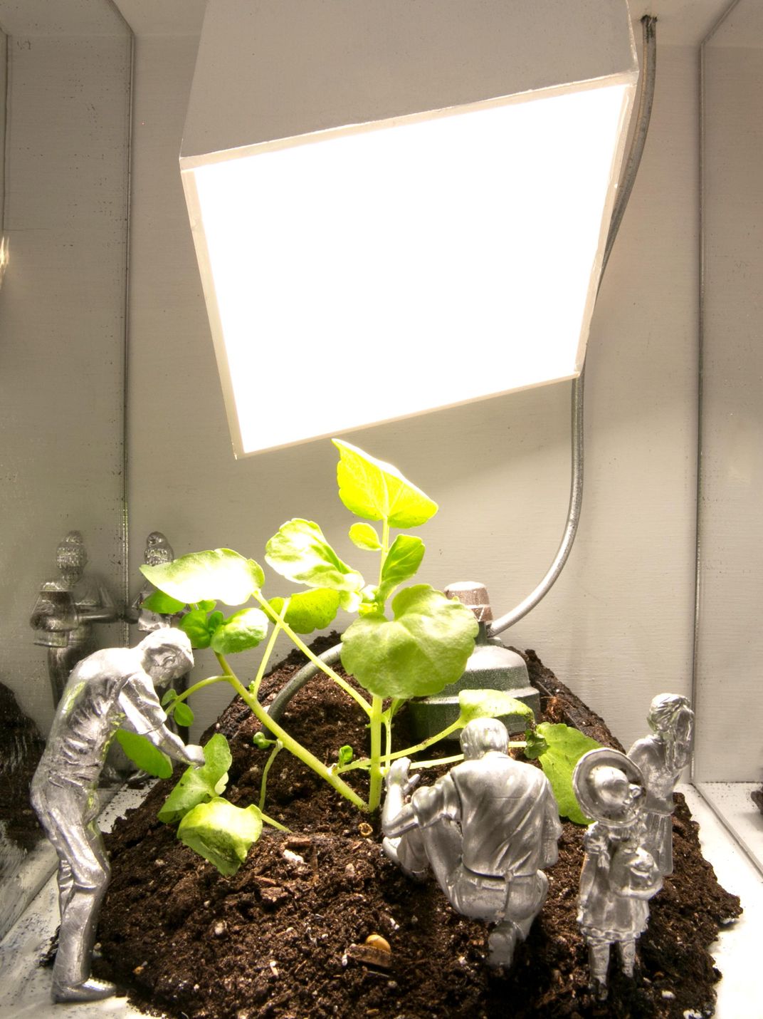 These Glowing Plants Could One Day Light Our Homes
