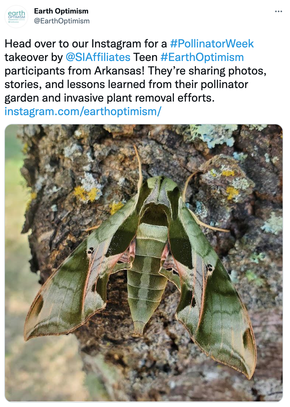 Screen grab of an Instagram post depicting a pollinator garden.