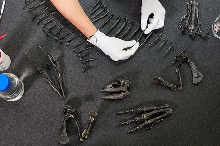 E. mollyborthwickae&nbsp;is now on display at London's Natural History Museum.