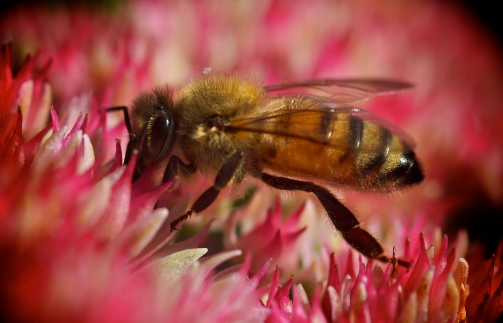 Honey bee. Taken at Alton Baker Park in Eugene Oregon. Smithsonian
