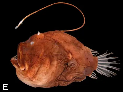 Bufoceratias wedli, a deep-sea anglerfish